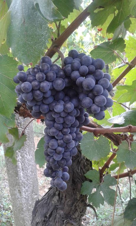 Agriturismo Cascina Tollu San Giacomo  Kültér fotó